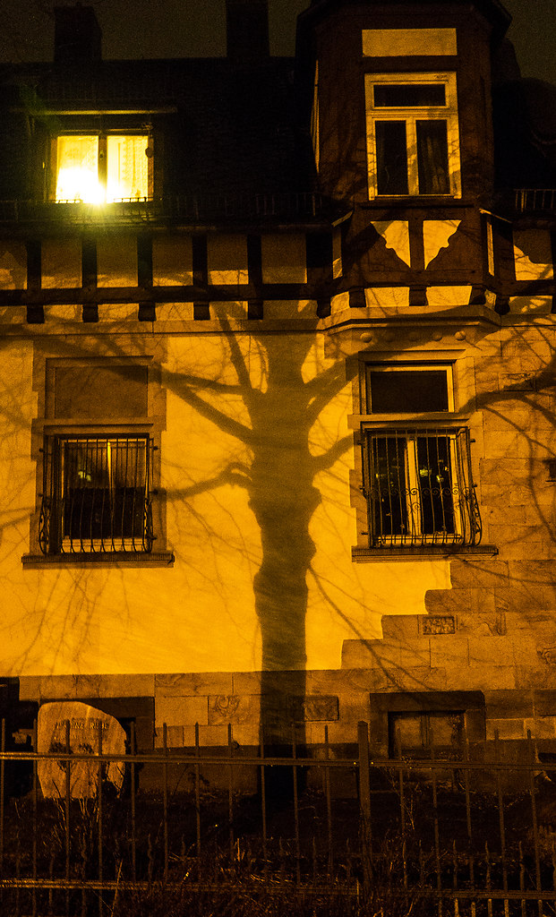 Solanum (Solanum) | a tree casts a shadow on a nightly illuminated wall | exterior wall, shadow, solanum, night, windows, no people, yellow, onlooker, fence, tree