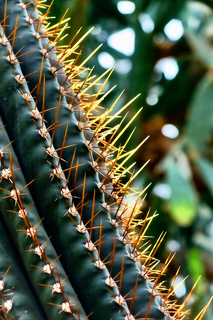Spiky (Spiky) | Cactus close-up viewed with backlight | cactus, plants, background, green, spiky, garden, tropical, close-up, no people, thorns