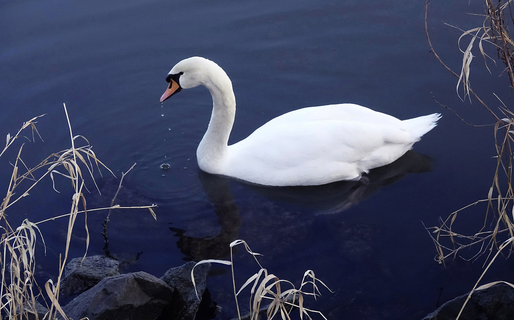 Swanlake (Swanlake) | White swan close-up swimming lonely in blue lake | animal themes, bird, Animals in the Wild, water bird, no people, swan, Swimming, lake, Nature, close-up, white color, water, blue, one animal, day, beauty in nature