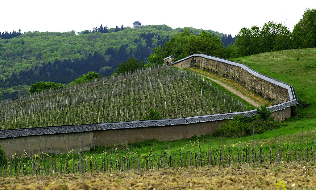 Vineyard (Vineyard) | Panoramic views over vineyard | vineyard, agriculture, winemaking, plantation, outdoors, rural scene, wine, landscape, no people, sky, daylight