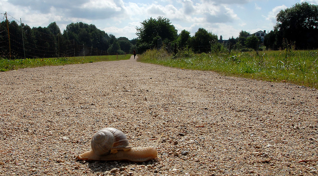A long way (A long way) | Snail crossing a long way for travelling a very long time | nature, animals, animal themes, trees, sky, field, one animal, outdoors, no people, day, landscape, way, snail, close-up, animals in the wild