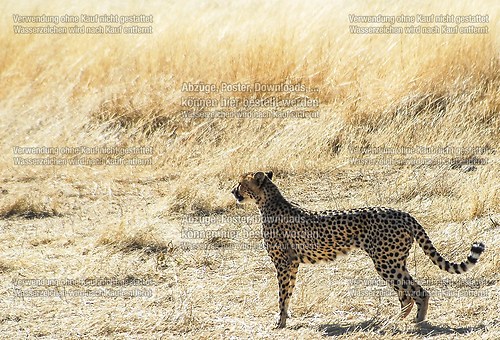 cheetah (DSC_0303)
