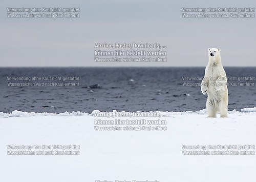 polar bear at the floe edge