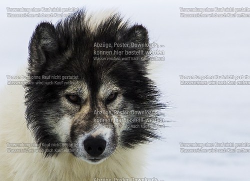canadian inuit dog