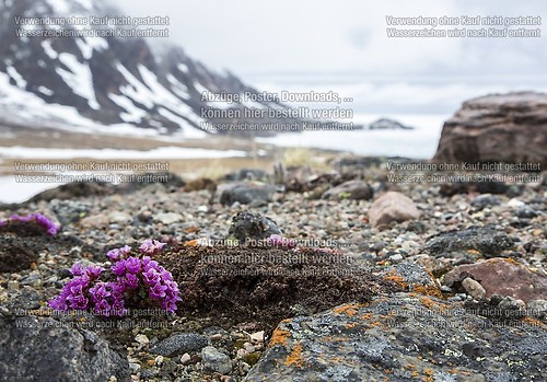 flowers on bylot island&#039;s tundra and frozen ocean around