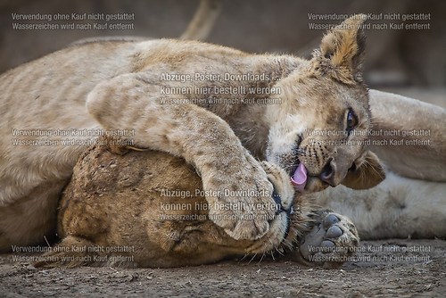 mum and baby lion  (20090910_ZA_IMG_1615)