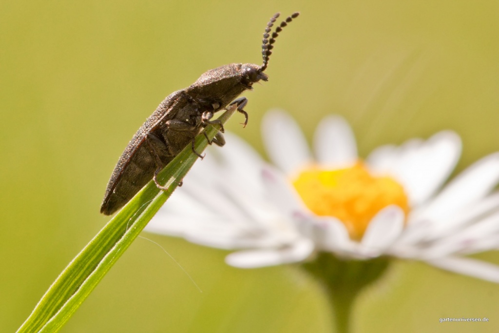 Schnellkäfer