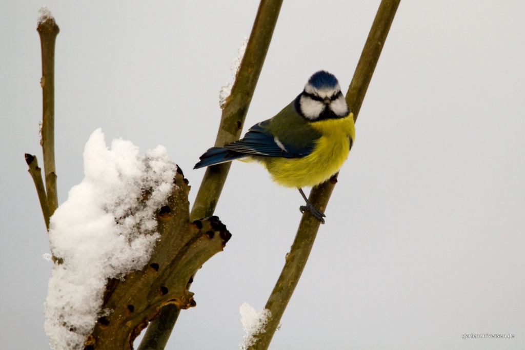 Blaumeise 1