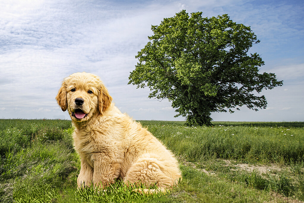 Cooper_tree | Cooper