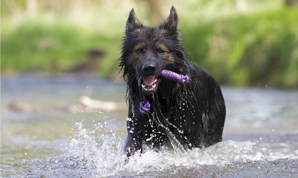 tierfotografie_01