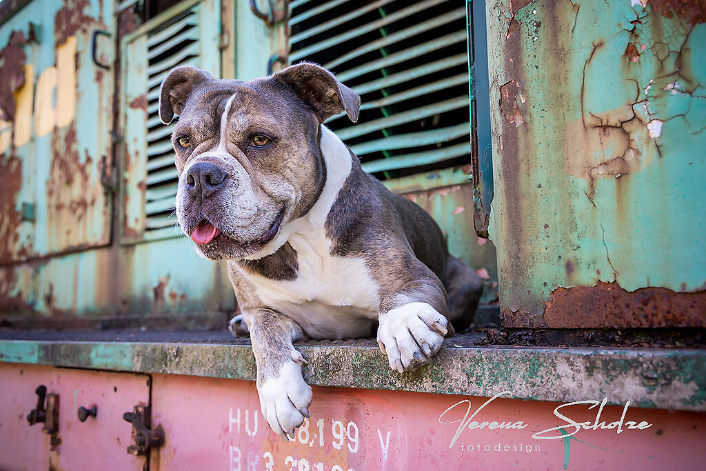 FB18 | Eisenbahnmuseum Oöd Englisch Bulldog Fotoshooting