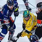 HAMMER EISBÄREN