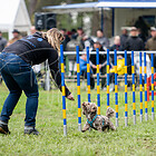 Hundesportverein Neubrandenburg
