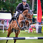 8 - Springpferdeprfg. Kl.A* 4-5-jährig