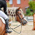 Einfacher Reitwettbewerb 2