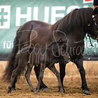 Fohlenschau Sommerstorf