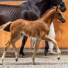 Fohlenschau Güstrow 07.07.2025