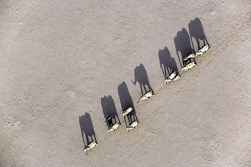 Der Marsch der Wüstenelefanten // NAMIBIA, DAMARALAND