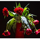 rote Tulpen