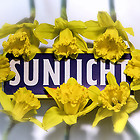 Sunlicht