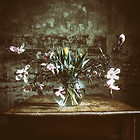 Tulpen & Magnolie bunt