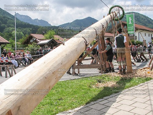 Rottauer Maibaum Q111