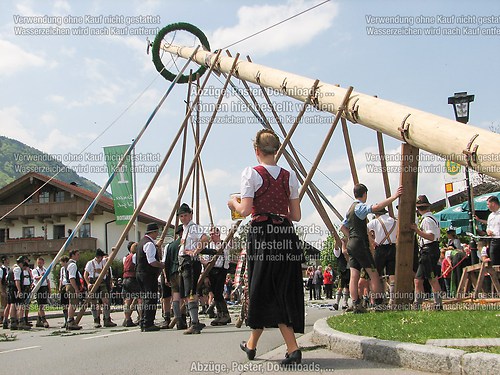 Rottauer Maibaum Q119