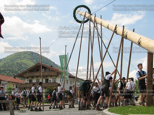 Rottauer Maibaum Q121