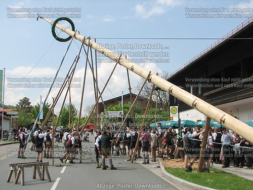 Rottauer Maibaum Q124
