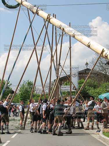 Rottauer Maibaum Q128