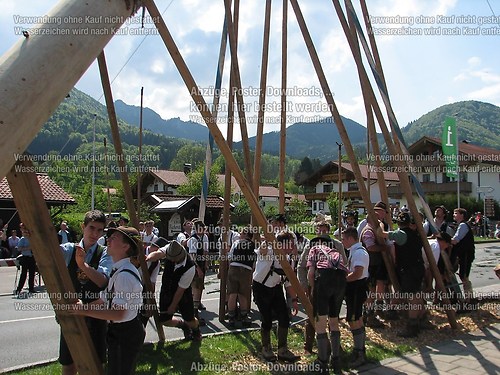 Rottauer Maibaum Q149