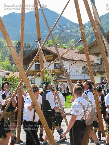 Rottauer Maibaum Q154