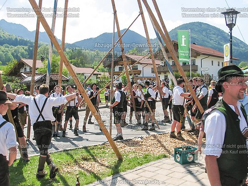 Rottauer Maibaum Q159