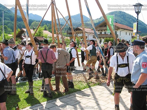 Rottauer Maibaum Q179