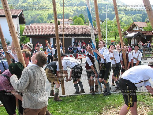 Rottauer Maibaum Q185