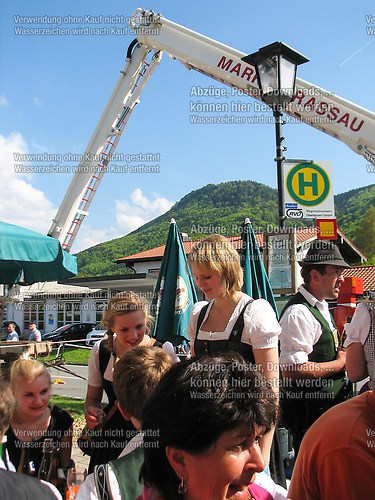 Rottauer Maibaum Q238