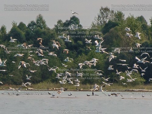 Ölwehrübung im Achendelta am Chiemsee mit TAL und THW 2014