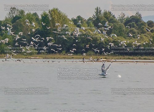 Ölwehrübung im Achendelta am Chiemsee mit TAL und THW 2014