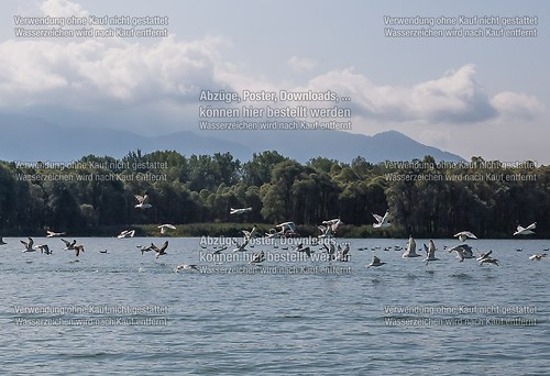 Ölwehrübung im Achendelta am Chiemsee mit TAL und THW 2014