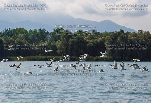 Ölwehrübung im Achendelta am Chiemsee mit TAL und THW 2014