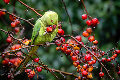 20241230 Halsbandsittiche- Sönke Peters #0173_FB