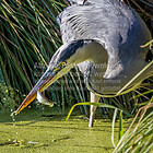 Vögel