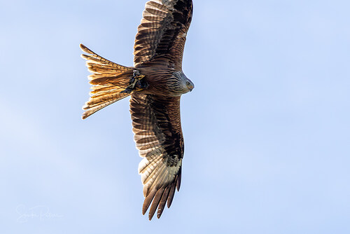 20250529 Zingst Tag 5 - Pramort+ #0024_FB