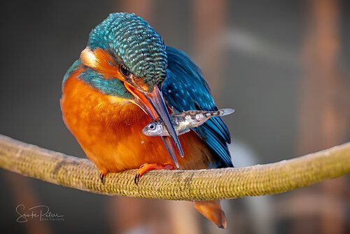 Eisvogel Dammer Mühle- by Sönke Peters - 0739_FB