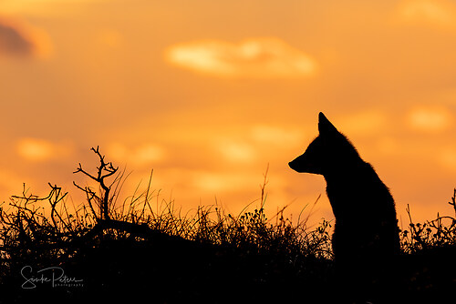 20221006_Bei den Füchsen_0522-Verbessert-RR_FB