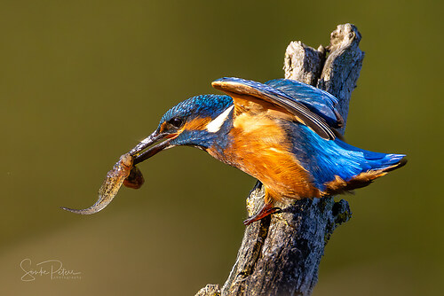 20250621 Eisvogel Lepelaarplassen #0502_FB