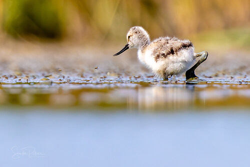 20230705 Camargie (c) photo67.de #0270_FB