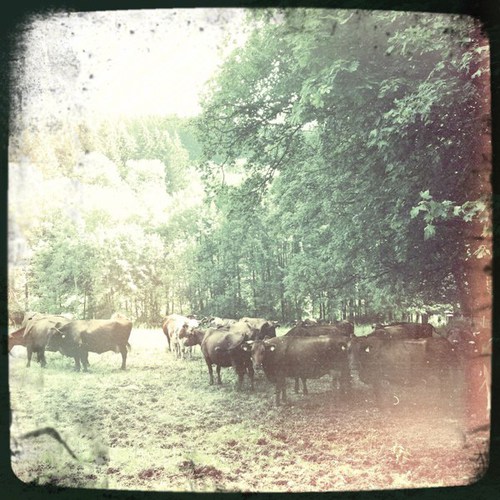 cows_1