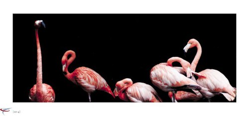flamingos_1