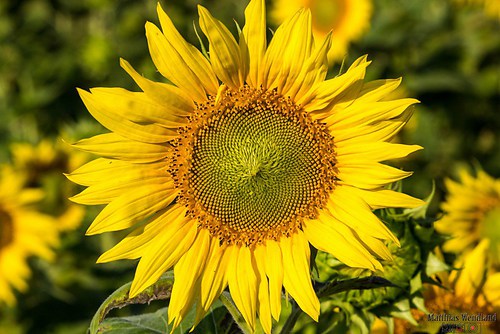 FormatFactoryIMG_9898